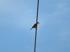 Anthus rubescens japonicus