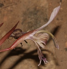 Gladiolus ceresianus