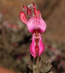 Indigofera burchellii