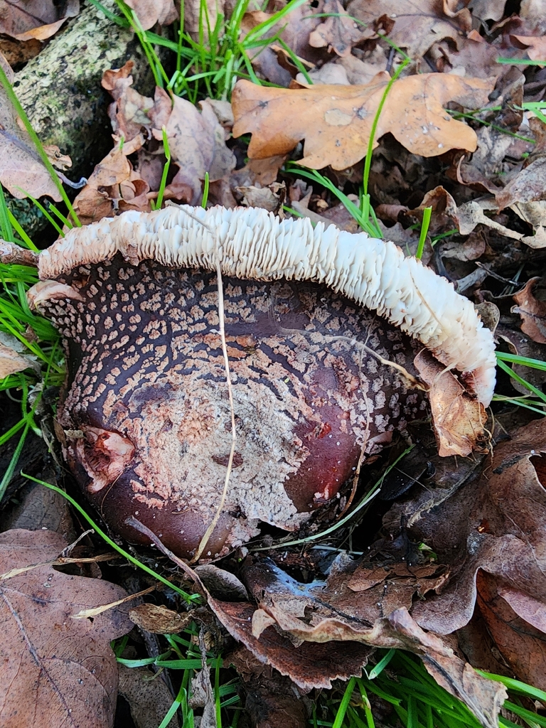 Amanita rubescens · December 2025 · photo: © dave_r_clark (iNaturalist, cc-by)