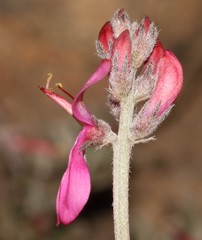Indigofera burchellii