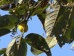 Phylloscopus xanthoschistos