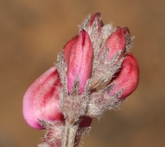 Indigofera burchellii