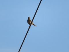 Anthus rubescens japonicus