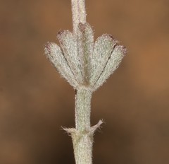 Indigofera burchellii