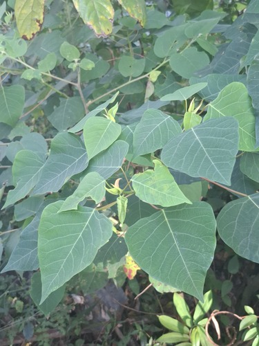 Homalanthus populneus observed 2025-11-26