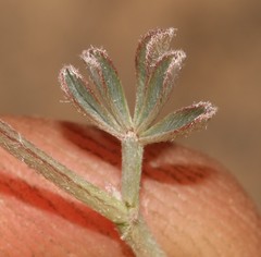 Indigofera burchellii