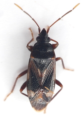 Myocara australis