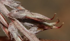 Indigofera burchellii