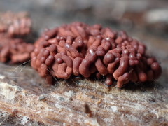 Arcyria stipata