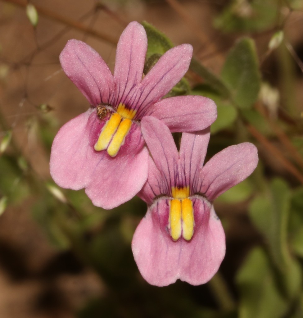 Nemesia azurea