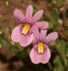 Nemesia azurea