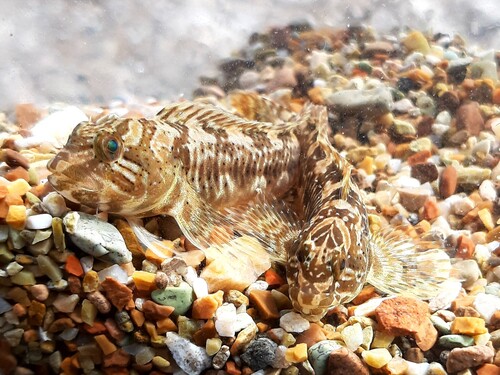 Trichonis blenny (Salaria economidisi) — Blenniidae — 3