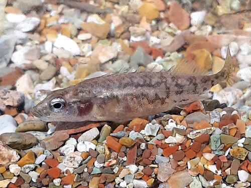 Southern Nine-spined Stickleback