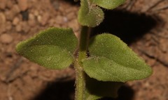 Nemesia azurea