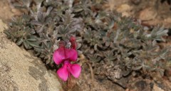 Indigofera burchellii