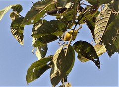 Phylloscopus xanthoschistos