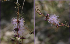 Melaleuca radula