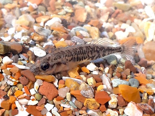 Southern Nine-spined Stickleback