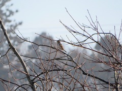 Emberiza rustica