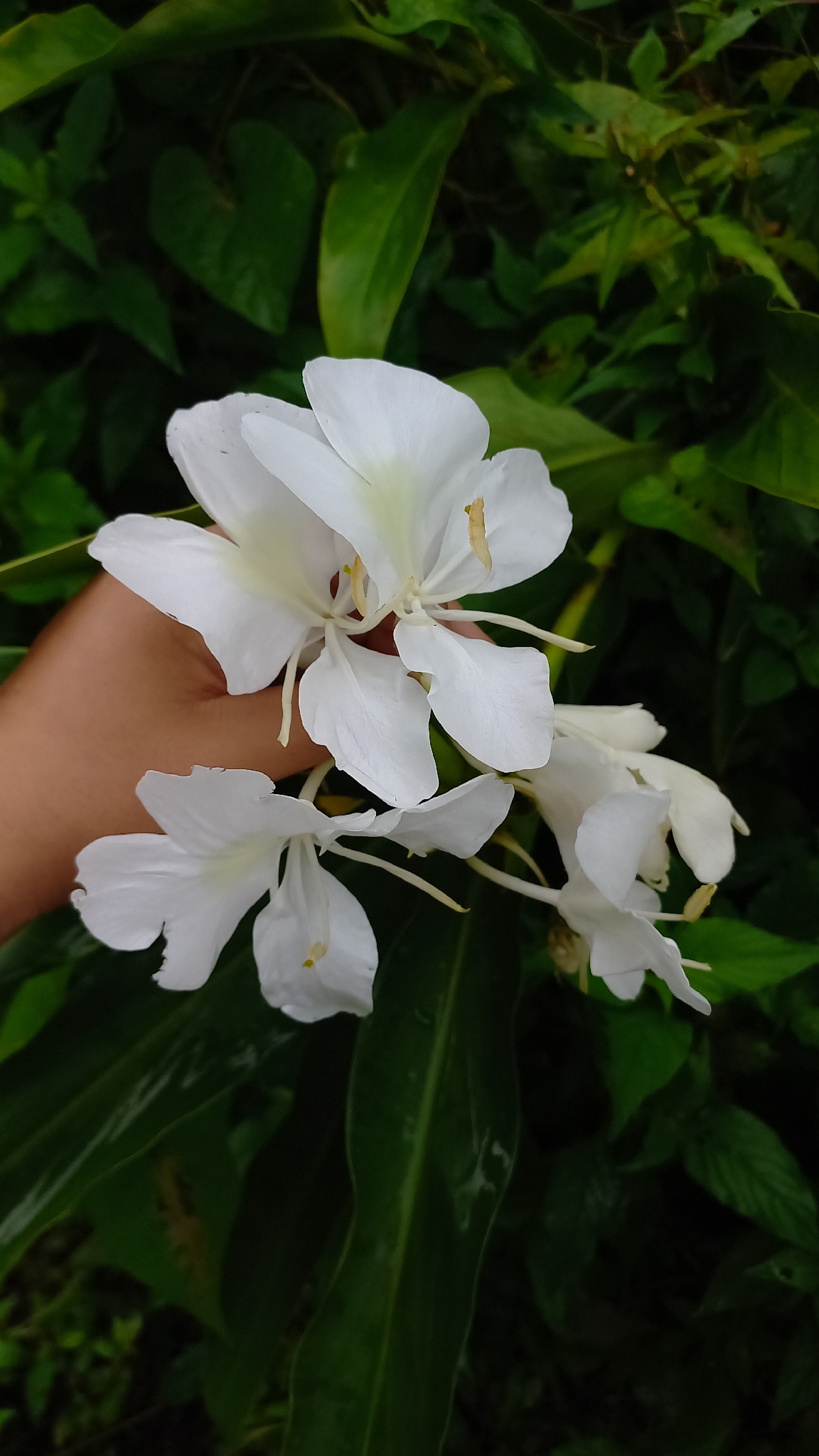 Hedychium coronarium