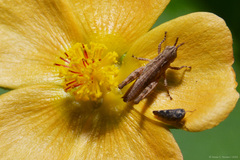 Modiolastrum malvifolium, photograph (c) Tomás Carranza Perales, some rights reserved (CC BY)