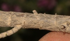 Polhillia involucrata