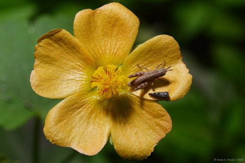 Modiolastrum malvifolium, photograph 4