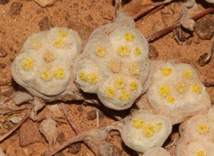 Galeomma oculus-cati