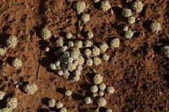 Galeomma oculus-cati