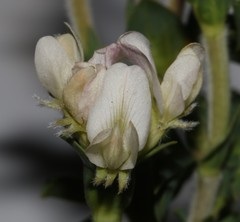 Polhillia involucrata