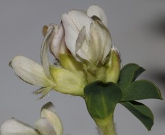 Polhillia involucrata