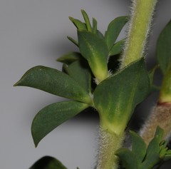 Polhillia involucrata