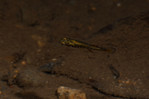 Bishop toothcarp (Brachyrhaphis episcopi) — Poeciliidae — 4
