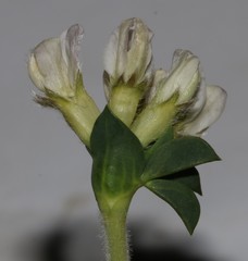 Polhillia involucrata