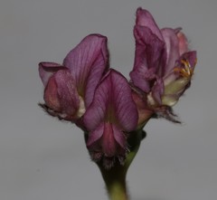 Polhillia involucrata