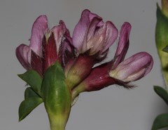 Polhillia involucrata