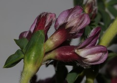 Polhillia involucrata