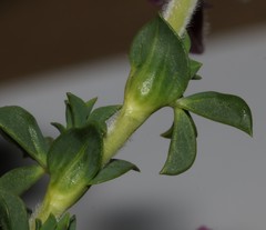 Polhillia involucrata