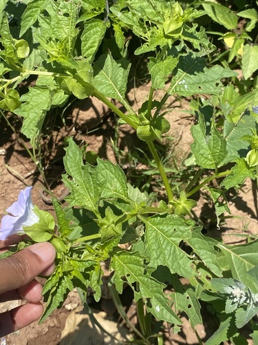 apple-of-Peru