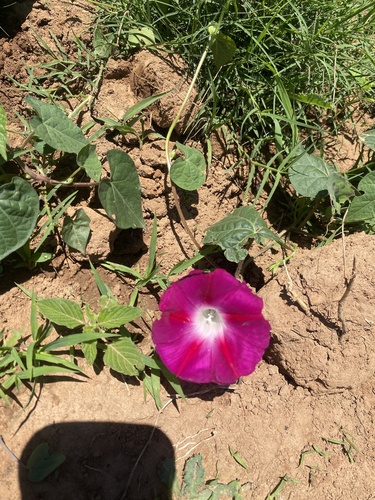 common morning-glory