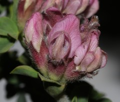 Polhillia involucrata