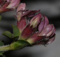 Polhillia involucrata