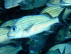 Haemulon carbonarium