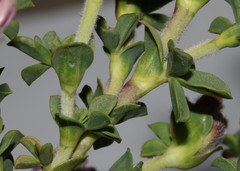 Polhillia involucrata