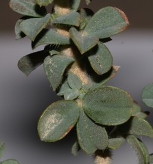 Polhillia involucrata