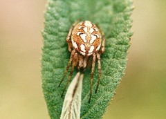Neoscona byzanthina
