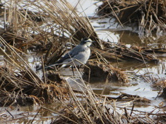 Motacilla alba lugens