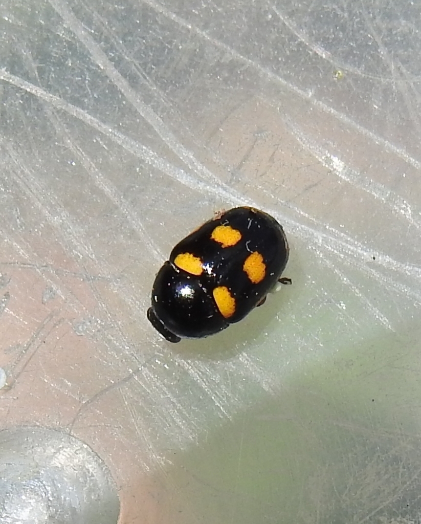 Cryptocephalus crassus