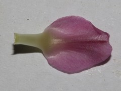 Polhillia involucrata